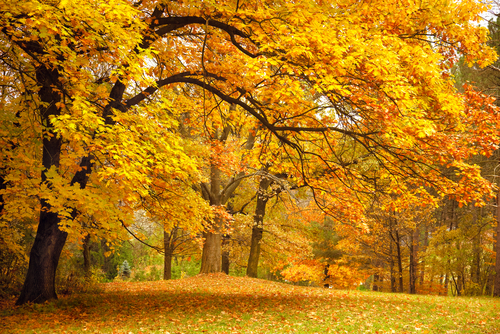 golden leaves